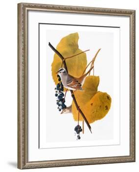 Audubon: Sparrow-John James Audubon-Framed Giclee Print