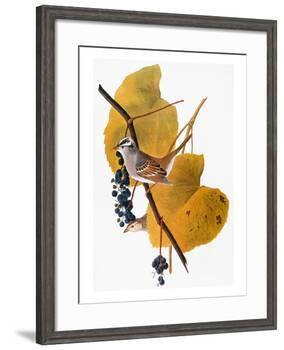 Audubon: Sparrow-John James Audubon-Framed Giclee Print