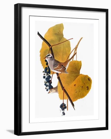 Audubon: Sparrow-John James Audubon-Framed Giclee Print