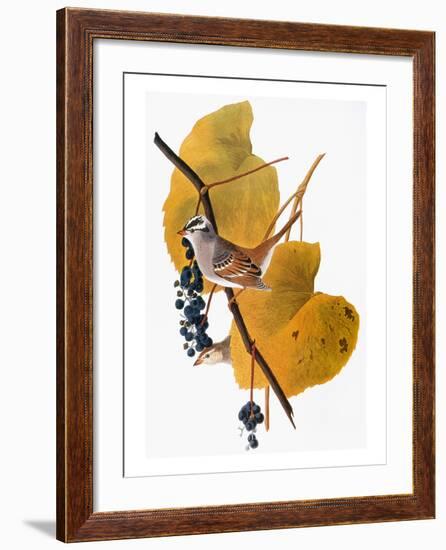 Audubon: Sparrow-John James Audubon-Framed Giclee Print