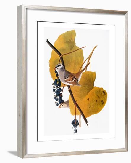 Audubon: Sparrow-John James Audubon-Framed Giclee Print