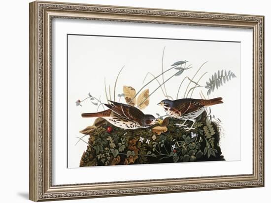 Audubon: Sparrow-John James Audubon-Framed Giclee Print