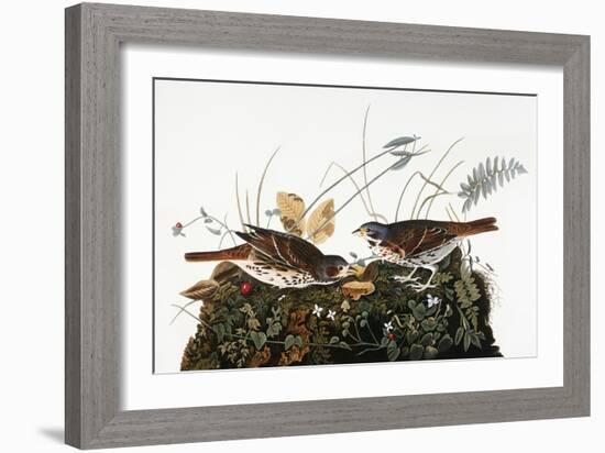 Audubon: Sparrow-John James Audubon-Framed Giclee Print