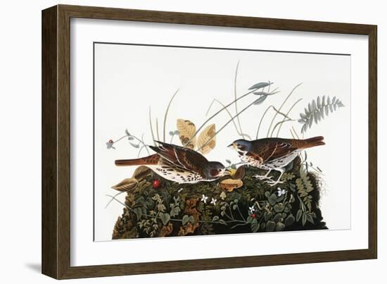 Audubon: Sparrow-John James Audubon-Framed Giclee Print