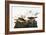 Audubon: Sparrow-John James Audubon-Framed Giclee Print