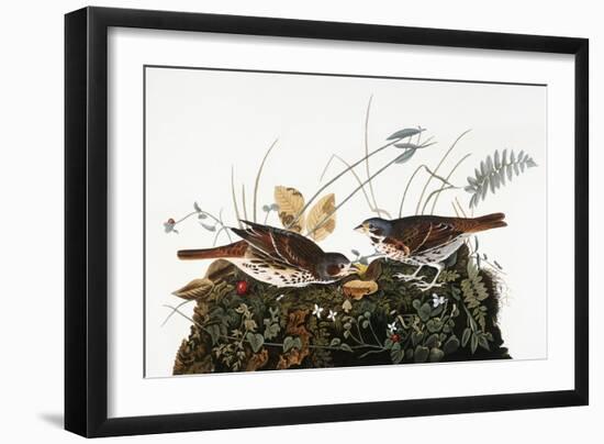 Audubon: Sparrow-John James Audubon-Framed Giclee Print