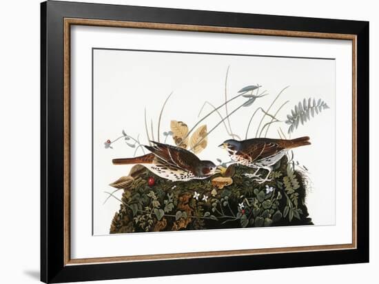 Audubon: Sparrow-John James Audubon-Framed Giclee Print