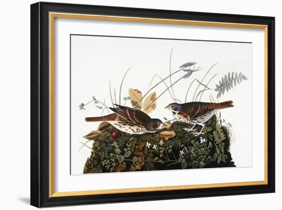 Audubon: Sparrow-John James Audubon-Framed Giclee Print