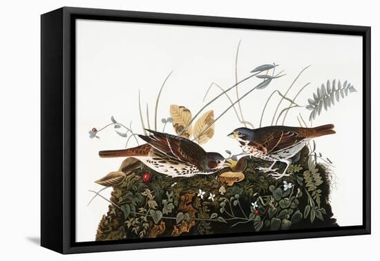 Audubon: Sparrow-John James Audubon-Framed Premier Image Canvas