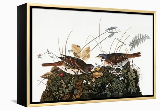 Audubon: Sparrow-John James Audubon-Framed Premier Image Canvas