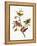 Audubon: Sparrows-John James Audubon-Framed Premier Image Canvas