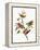 Audubon: Sparrows-John James Audubon-Framed Premier Image Canvas