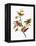 Audubon: Sparrows-John James Audubon-Framed Premier Image Canvas