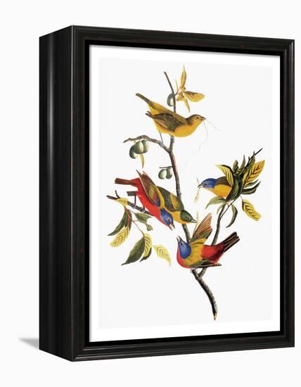 Audubon: Sparrows-John James Audubon-Framed Premier Image Canvas