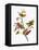 Audubon: Sparrows-John James Audubon-Framed Premier Image Canvas