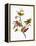 Audubon: Sparrows-John James Audubon-Framed Premier Image Canvas