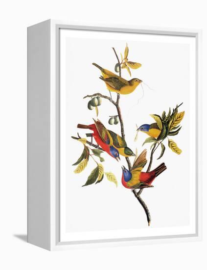 Audubon: Sparrows-John James Audubon-Framed Premier Image Canvas