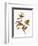 Audubon: Sparrows-John James Audubon-Framed Premium Giclee Print