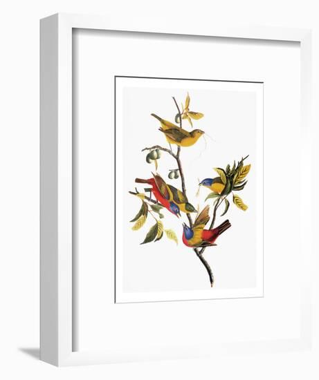 Audubon: Sparrows-John James Audubon-Framed Premium Giclee Print