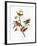 Audubon: Sparrows-John James Audubon-Framed Premium Giclee Print