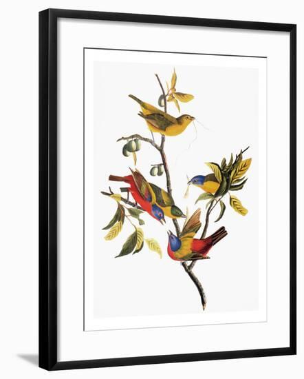 Audubon: Sparrows-John James Audubon-Framed Premium Giclee Print