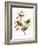 Audubon: Sparrows-John James Audubon-Framed Giclee Print