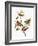 Audubon: Sparrows-John James Audubon-Framed Giclee Print