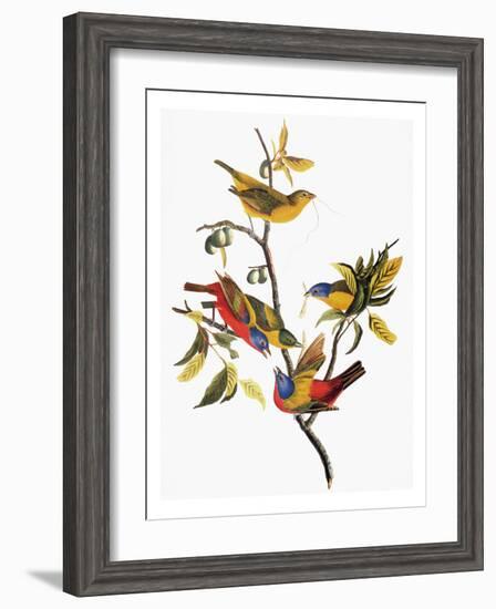 Audubon: Sparrows-John James Audubon-Framed Giclee Print