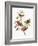 Audubon: Sparrows-John James Audubon-Framed Giclee Print