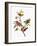 Audubon: Sparrows-John James Audubon-Framed Giclee Print