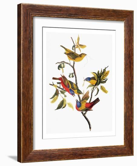 Audubon: Sparrows-John James Audubon-Framed Giclee Print