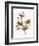 Audubon: Sparrows-John James Audubon-Framed Giclee Print