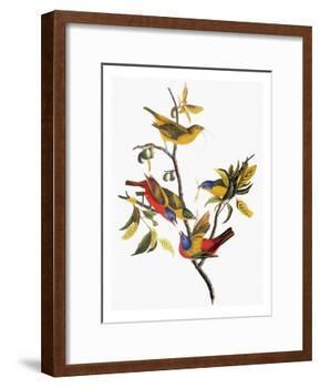 Audubon: Sparrows-John James Audubon-Framed Giclee Print