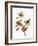 Audubon: Sparrows-John James Audubon-Framed Giclee Print