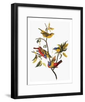 Audubon: Sparrows-John James Audubon-Framed Giclee Print