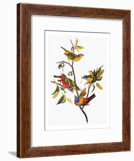 Audubon: Sparrows-John James Audubon-Framed Giclee Print