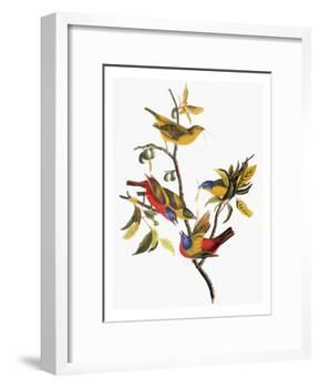 Audubon: Sparrows-John James Audubon-Framed Giclee Print