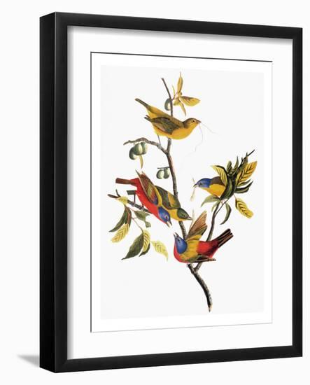 Audubon: Sparrows-John James Audubon-Framed Giclee Print