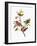 Audubon: Sparrows-John James Audubon-Framed Giclee Print