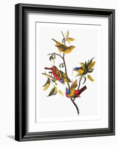 Audubon: Sparrows-John James Audubon-Framed Giclee Print