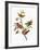 Audubon: Sparrows-John James Audubon-Framed Giclee Print