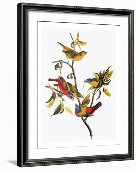 Audubon: Sparrows-John James Audubon-Framed Giclee Print