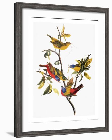 Audubon: Sparrows-John James Audubon-Framed Giclee Print