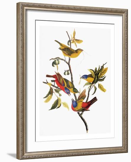 Audubon: Sparrows-John James Audubon-Framed Giclee Print