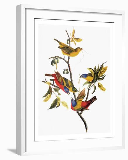 Audubon: Sparrows-John James Audubon-Framed Giclee Print