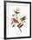 Audubon: Sparrows-John James Audubon-Framed Giclee Print