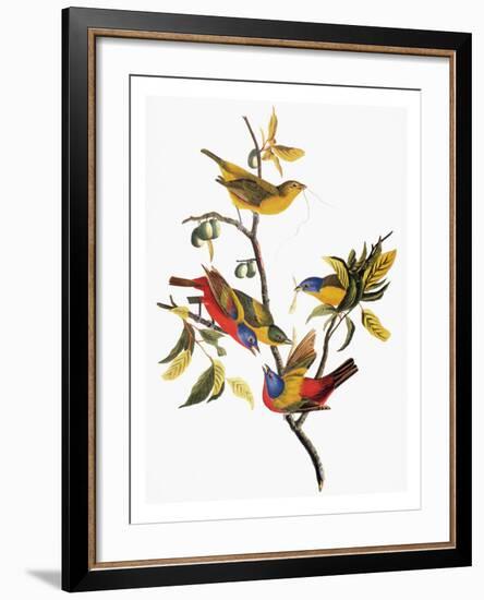 Audubon: Sparrows-John James Audubon-Framed Giclee Print