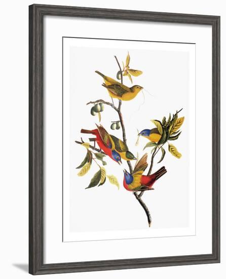 Audubon: Sparrows-John James Audubon-Framed Giclee Print