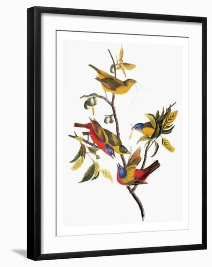 Audubon: Sparrows-John James Audubon-Framed Giclee Print