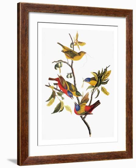 Audubon: Sparrows-John James Audubon-Framed Giclee Print